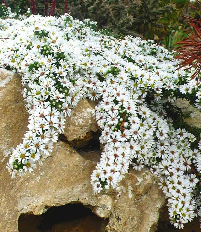 baldur-garten-winterharter-bodendecker-steinaster-snowflurry-im-9x9-cm-topf image 1