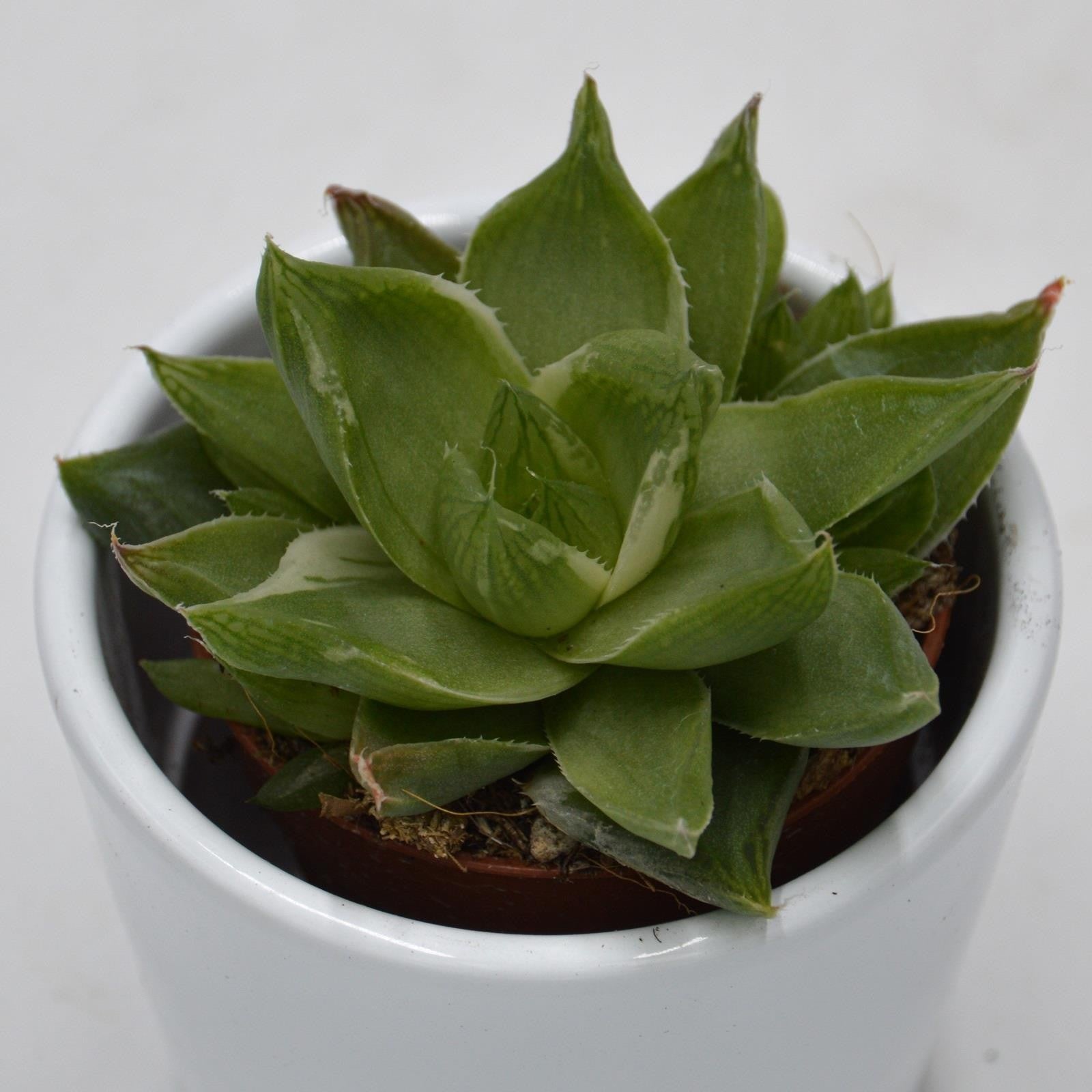 pasiora-haworthia-cymbiformis-f-variegata-sukkulente-5-5cm-topf image 1