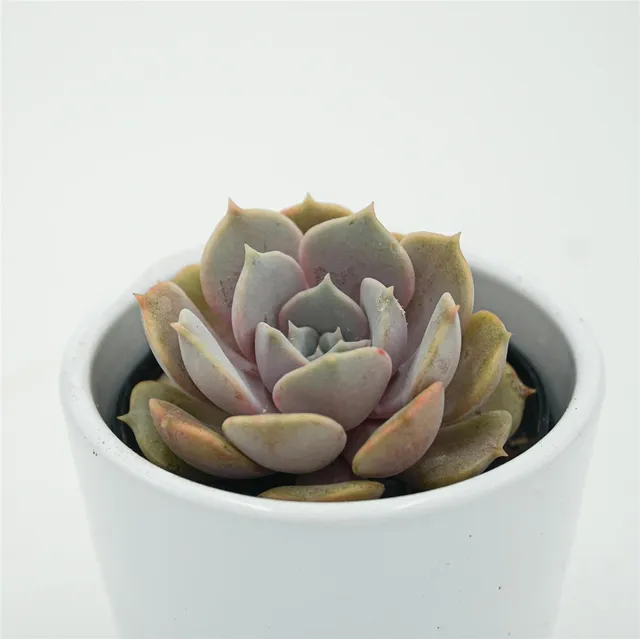 pasiora-echeveria-lola-f-purpur-sukkulente-6cm-topf image 1