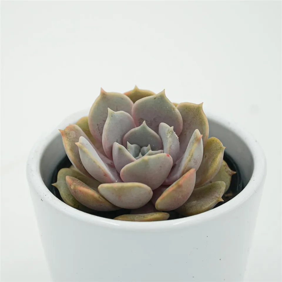 pasiora-echeveria-lola-f-purpur-sukkulente-6cm-topf image 1