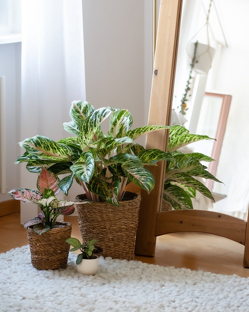 feey-tropical-beauty-set-4er-zimmerpflanzen-set image 8