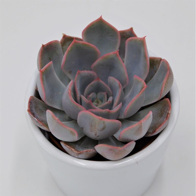 pasiora-echeveria-orion-sukkulente-6cm image 2