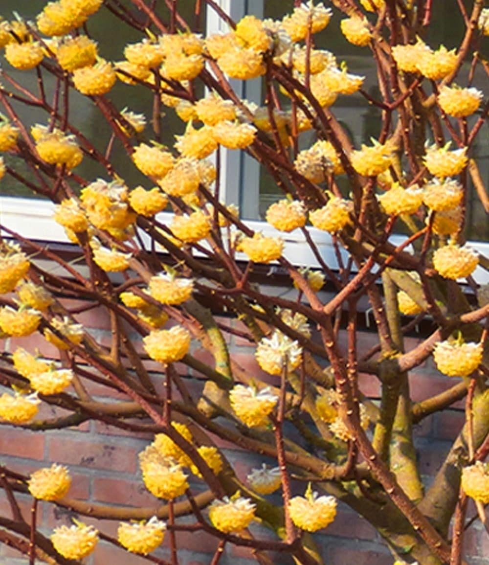 baldur-garten-edgeworthia-grandiflora-papierpflanze-13-cm-topf image 2
