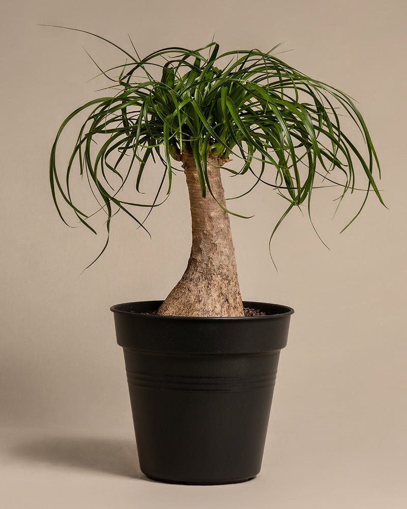 feey-elefantenfu-beaucarnea-recurvata-mittel image 3