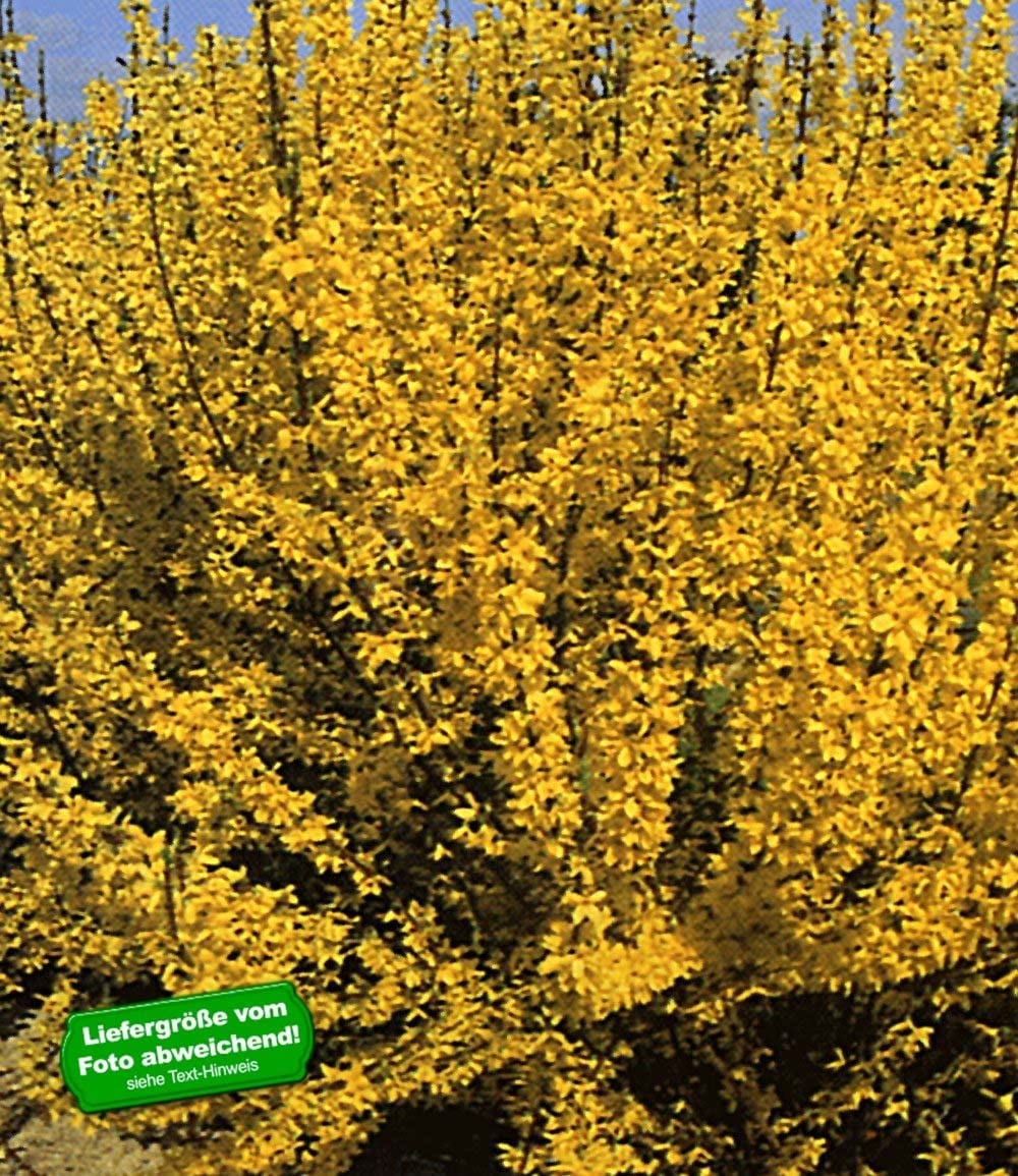 baldur-garten-forsythie-goldgl-ckchen-12-cm-topf image 2