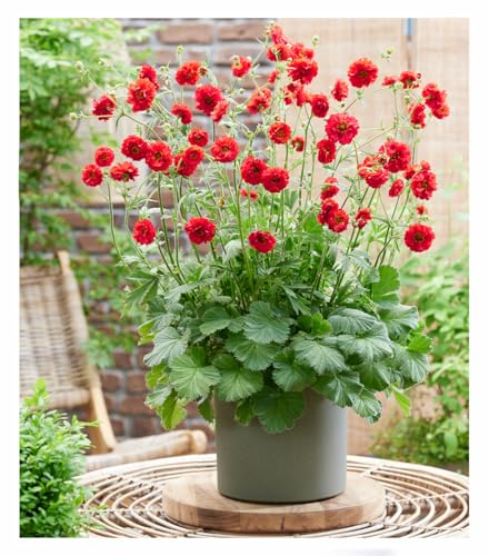 baldur-garten-geum-firestarter-nelkenwurz-im-9x9-cm-topf image 7
