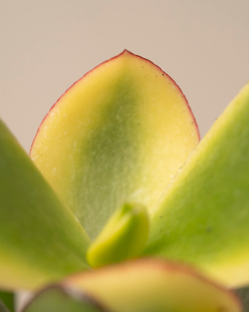 feey-geldbaum-panaschiert-crassula-ovata-topf-14 image 2