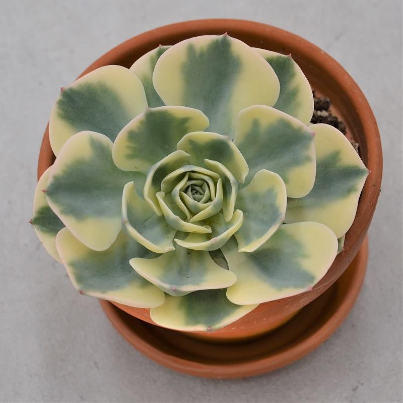 pasiora-echeveria-compton-carousel-im-tontopf-mutterpflanze-13cm image 3