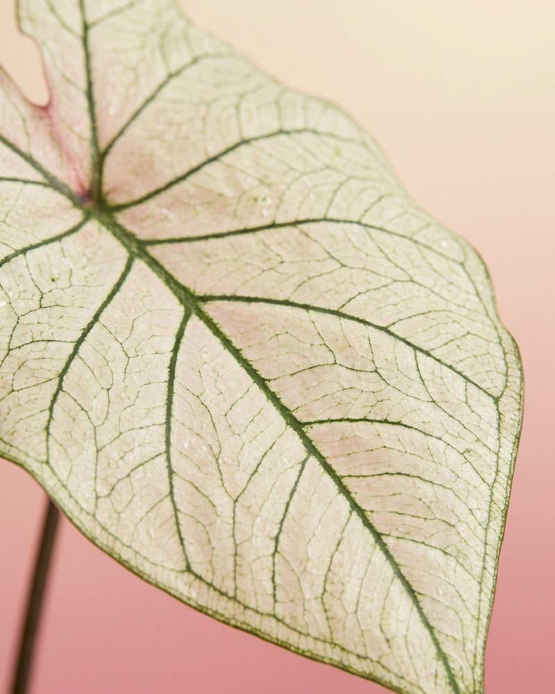 feey-caladium-spring-fling-zimmerpflanze image 2