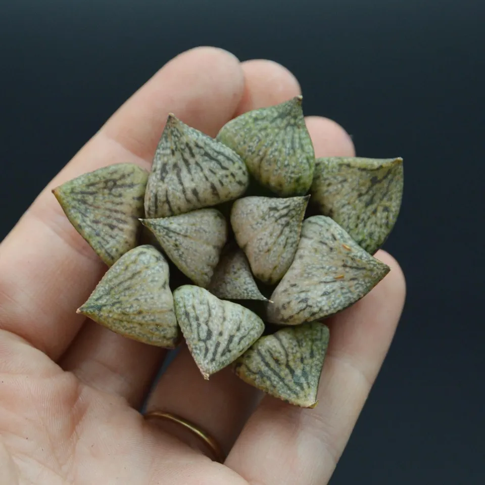 pasiora-haworthia-snow-scene-steckling image 1
