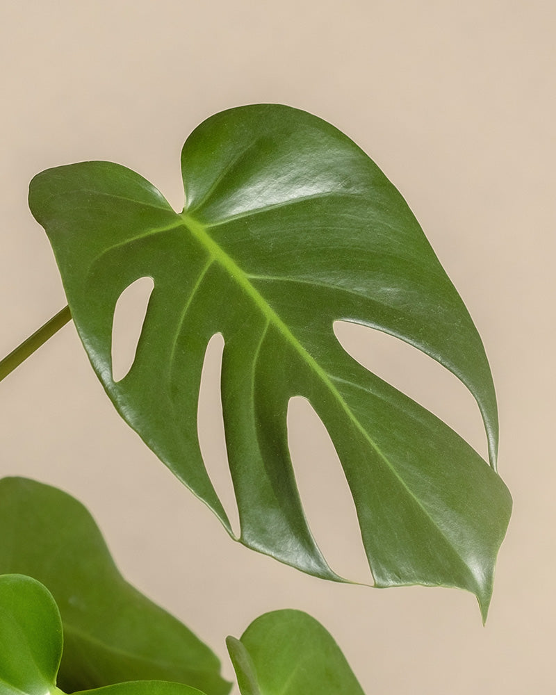 feey-gro-e-monstera-deliciosa-fensterblatt-zimmerpflanze image 2
