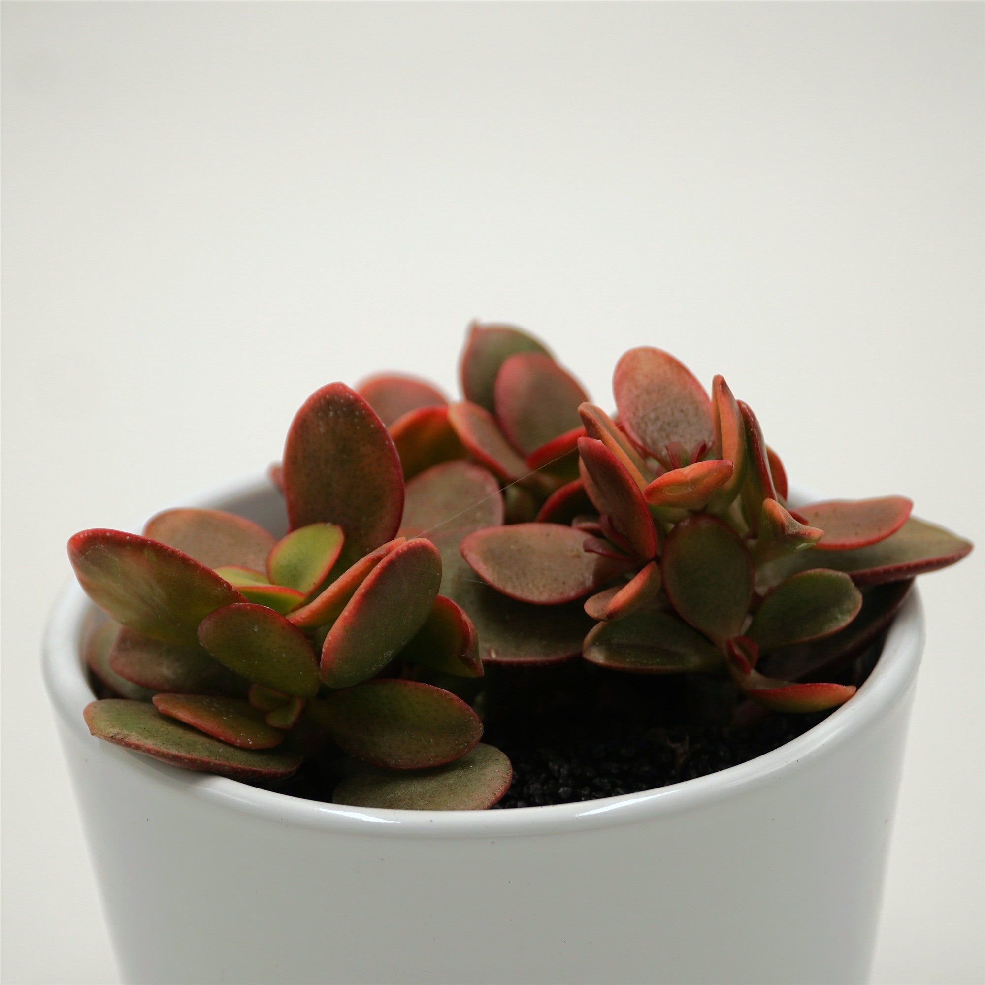 pasiora-crassula-ovata-indian-summer-sukkulente-10-5-cm-topf image 2