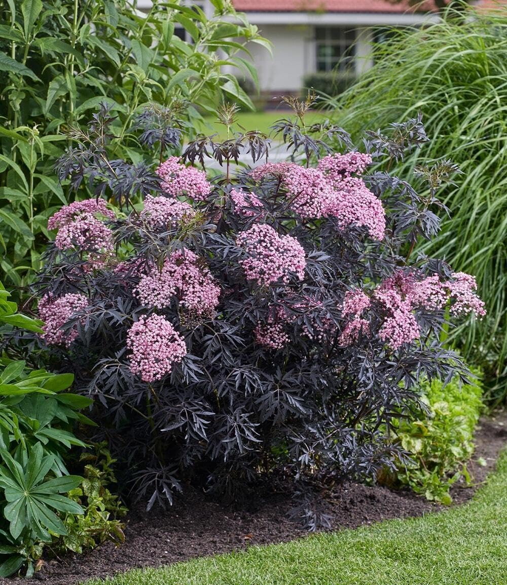 baldur-garten-terrassen-holunder-cherry-lace-im-9x9-cm-topf image 3