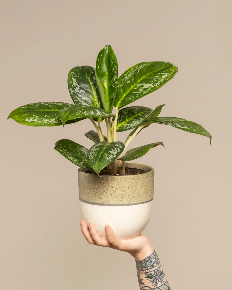 feey-aglaonema-onyx-green-zimmerpflanze-klein-mittel image 1