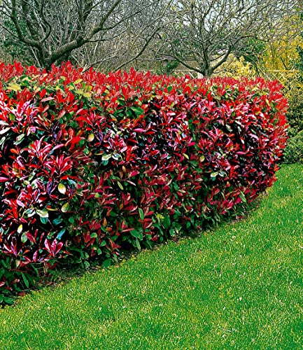 baldur-garten-immergr-ne-photinia-red-robin-5er-set-im-9x9-cm-topf image 7