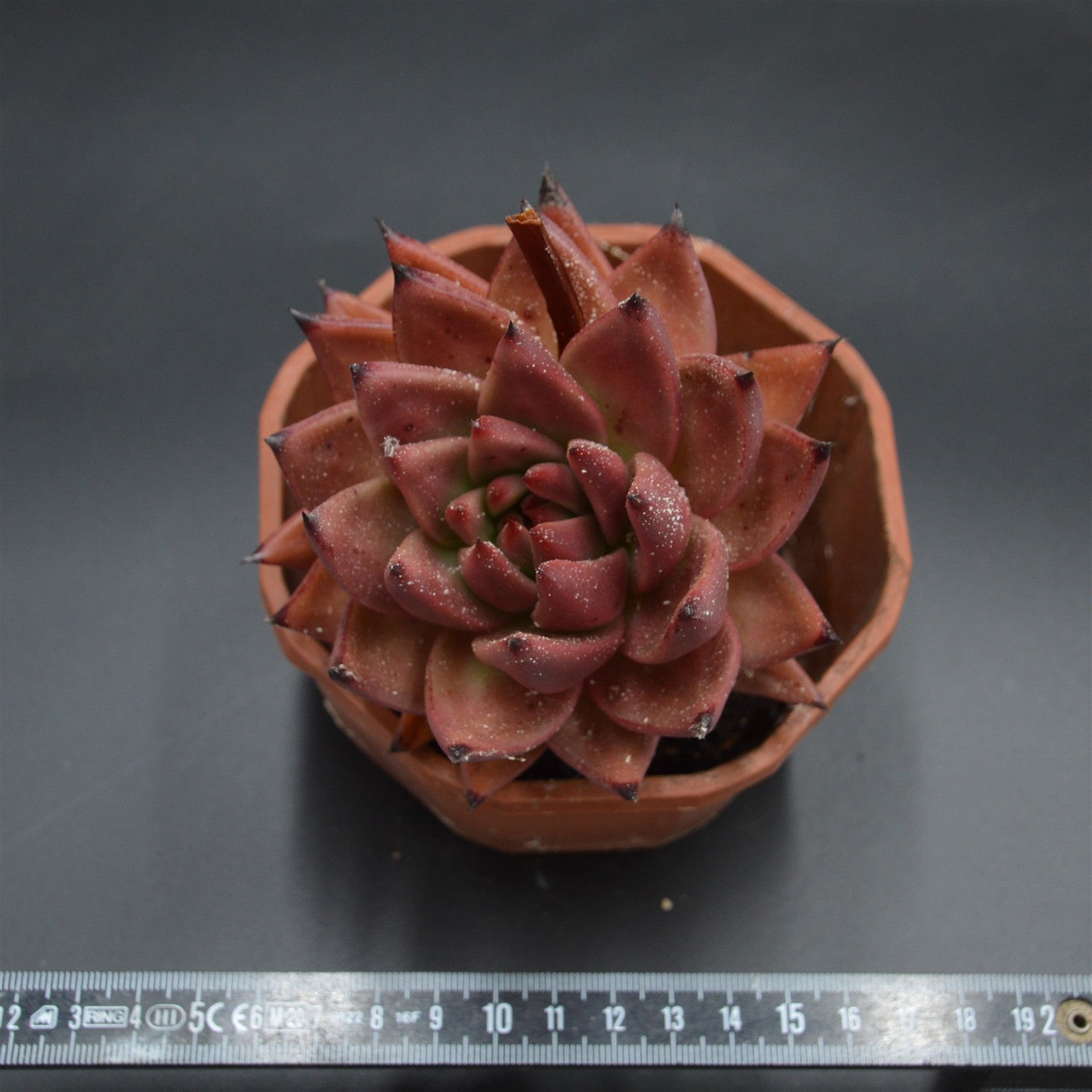 pasiora-echeveria-romeo-hybrid-rarit-t-einzelst-ck image 2