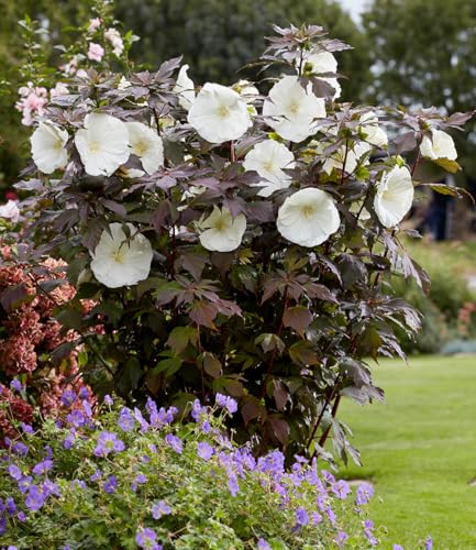 baldur-garten-hibiskus-carousel-ghost-strauch-pflanze-im-9x9-cm-topf image 6