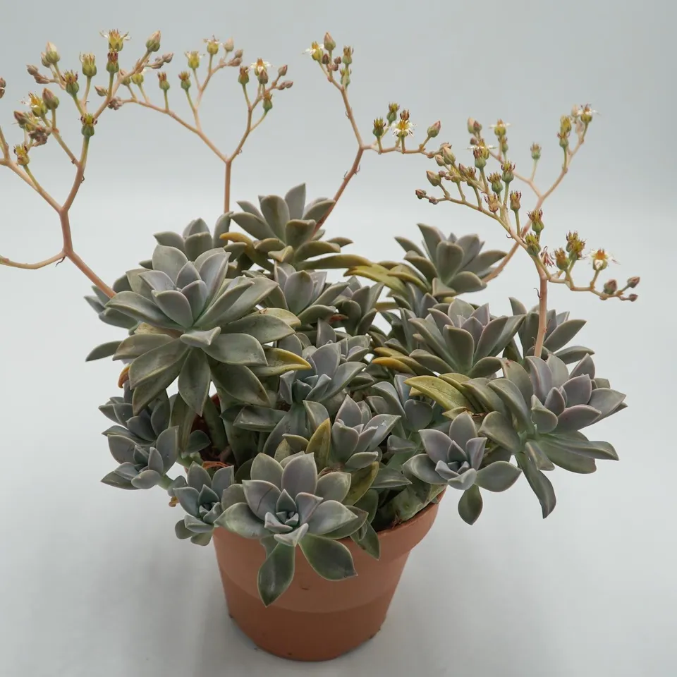 pasiora-graptopetalum-paraguayense-sukkulente-14cm-topf image 1