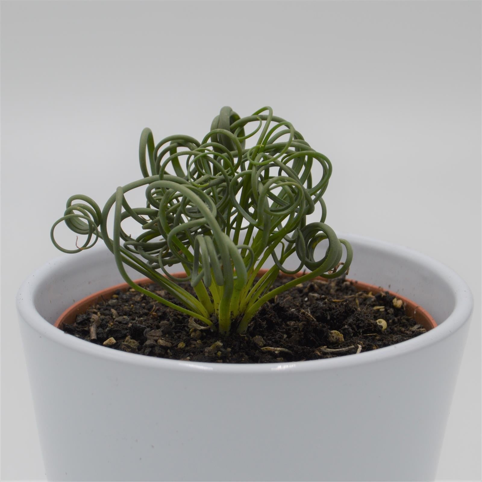 pasiora-albuca-spiralis-frizzle-sizzle-sukkulente-10-5-cm image 4