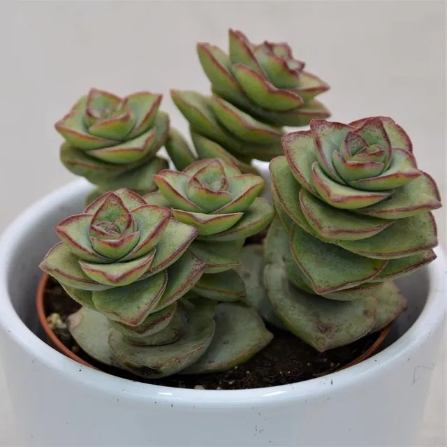 pasiora-crassula-perforata-giant-8-5cm-topf-sukkulente image 1