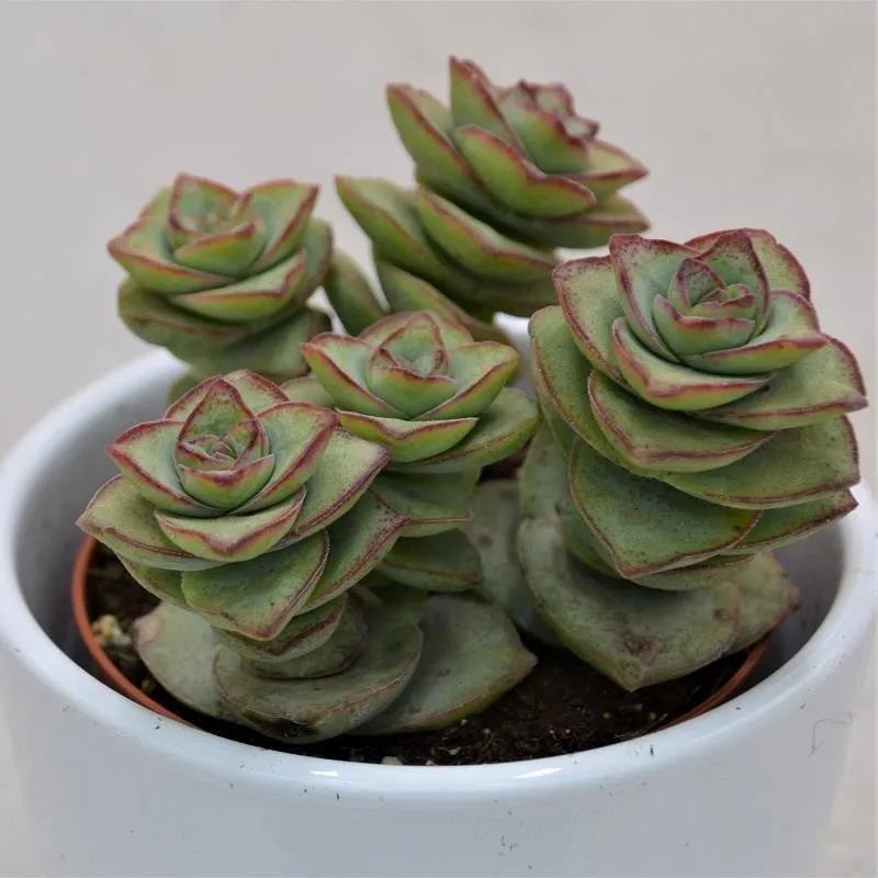 pasiora-crassula-perforata-giant-8-5cm-topf-sukkulente image 1