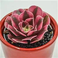 pasiora-aeonium-wheels-of-admiration-sukkulente-6cm image 1