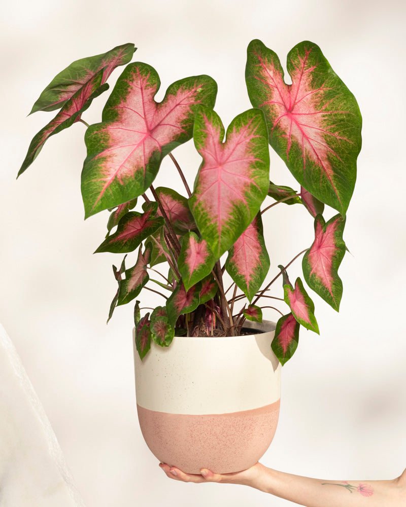feey-caladium-kathleen-zimmerpflanze image 1