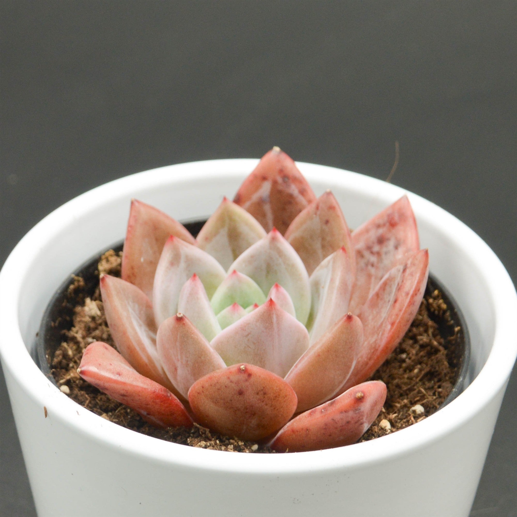 pasiora-echeveria-wine-champagne-sukkulente-9cm image 2