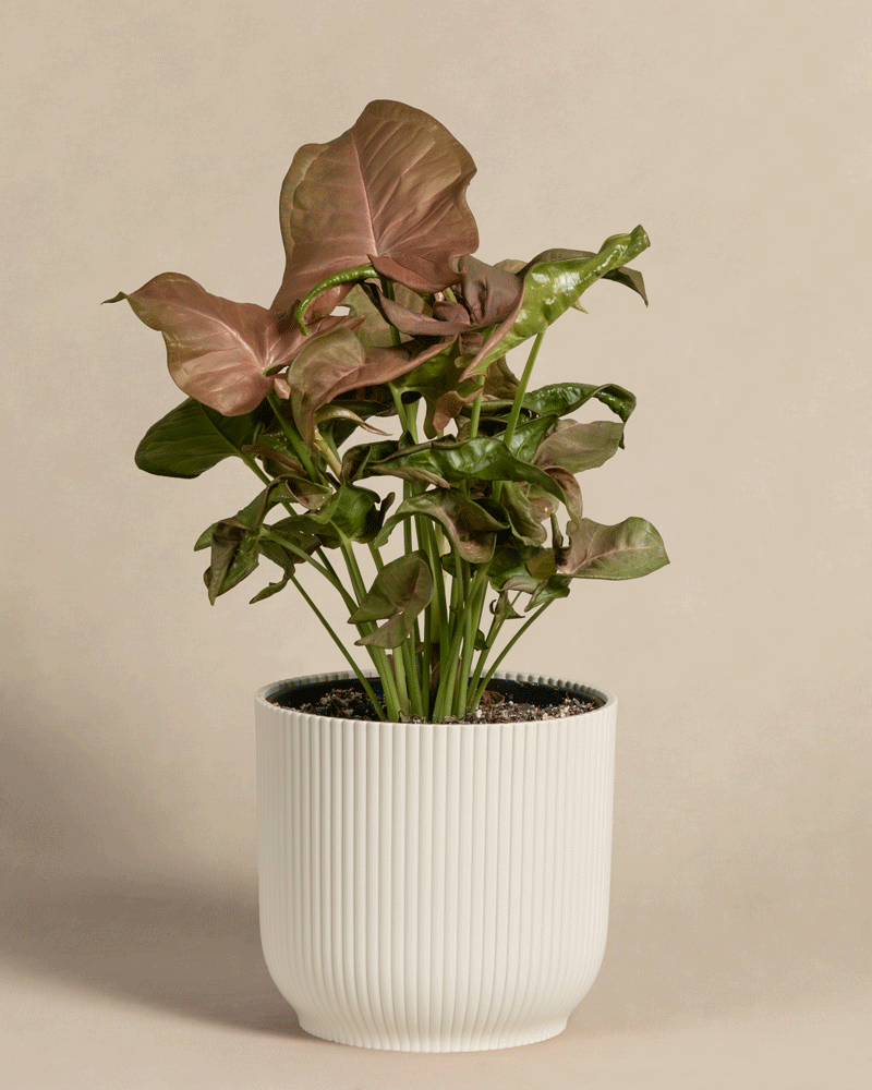 feey-purpurtute-red-heart-syngonium-farbige-h-ngepflanze image 8