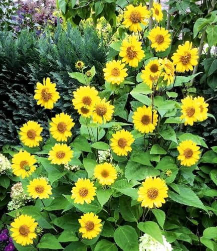 baldur-garten-2x-sonnenblume-suncatcher-winterhart-13-cm-topf image 8