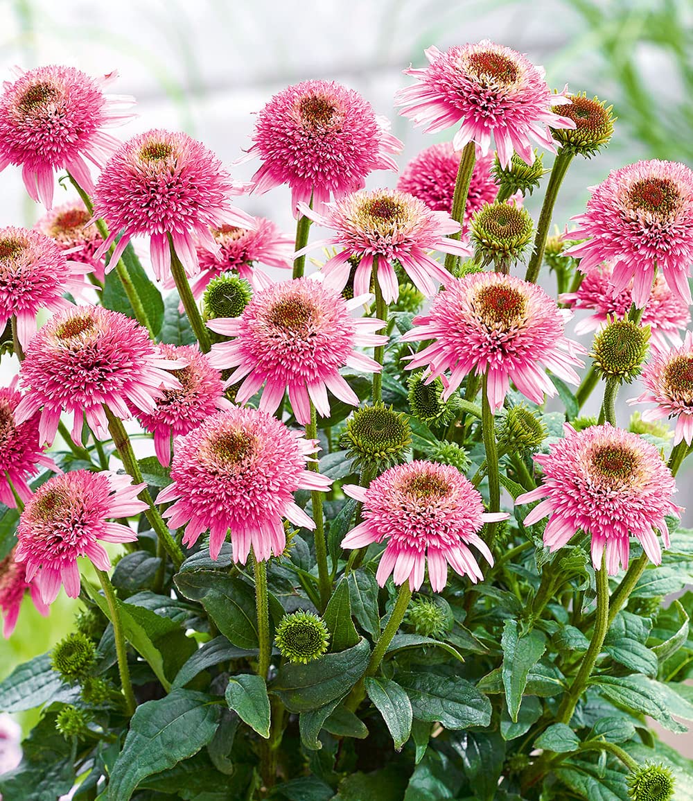 baldur-garten-echinacea-butterfly-kisses-knolle-gr-e-i image 2