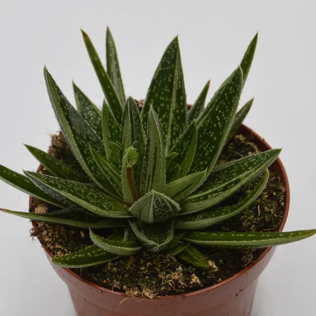 pasiora-x-gasteraloe-doreen-sukkulente-12cm-topf image 1