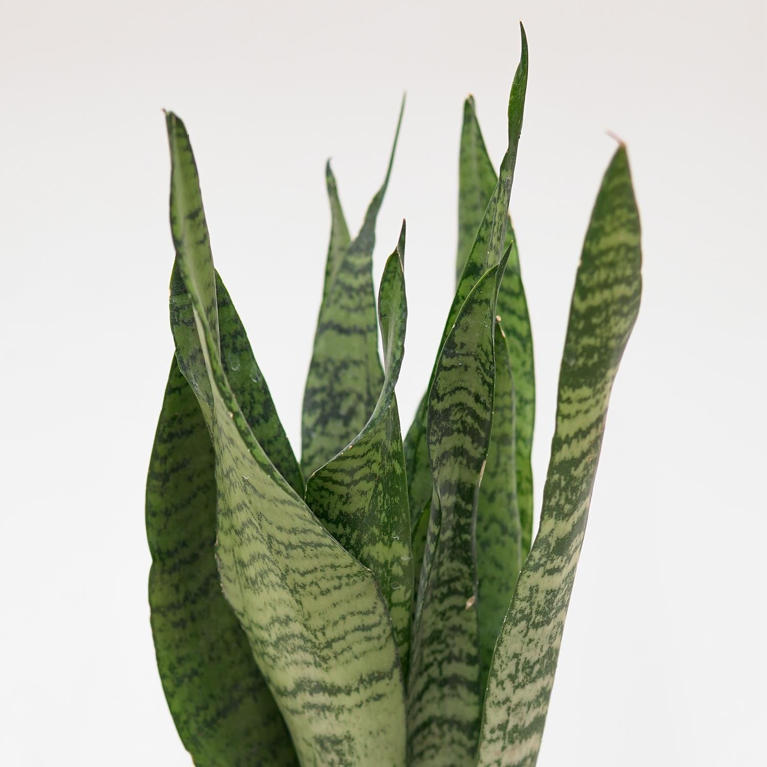 pasiora-sansevieria-zeylanica-sukkulente-12cm-topf image 3