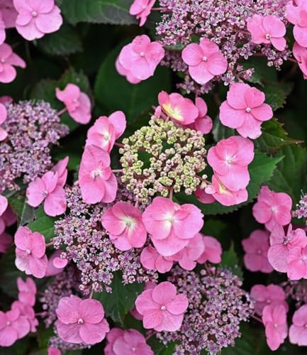 baldur-garten-hortensie-pink-lace-13-cm-topf image 4