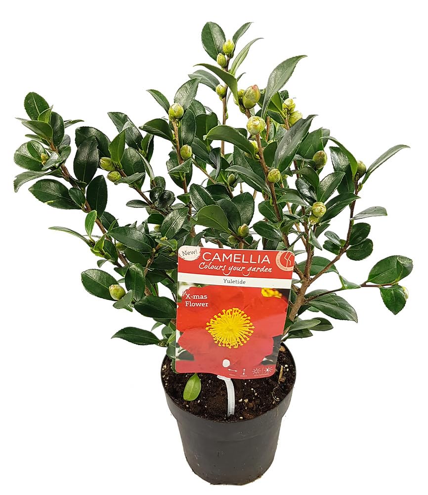 baldur-garten-winterbl-her-kamelie-yuletide-im-15-cm-topf image 3