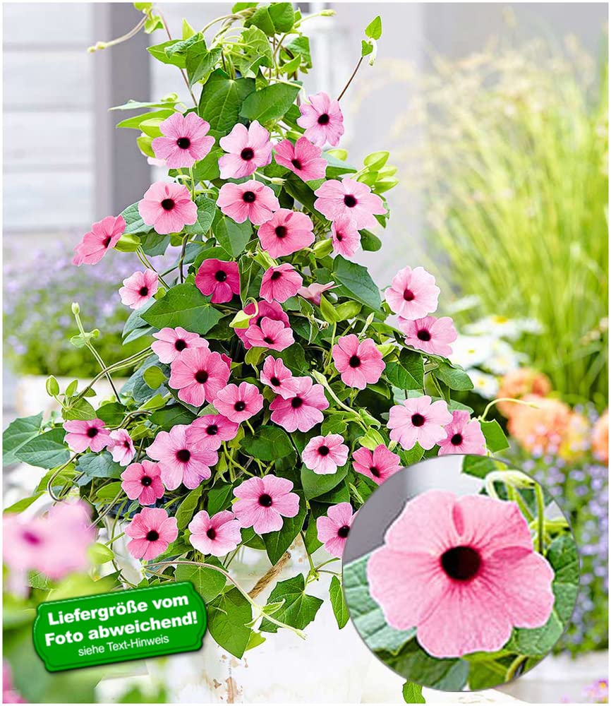 baldur-garten-thunbergia-pink-surprise-rosa-schwarz-ugige-susanne-2-pflanzen image 1