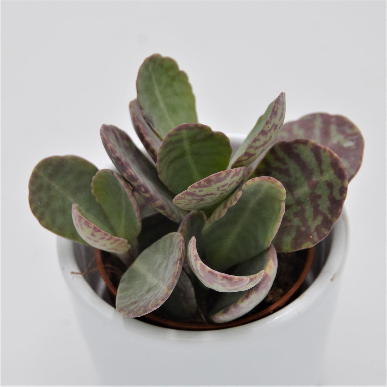 pasiora-kalanchoe-humilis-desert-surprise-sukkulente-5-5cm image 1