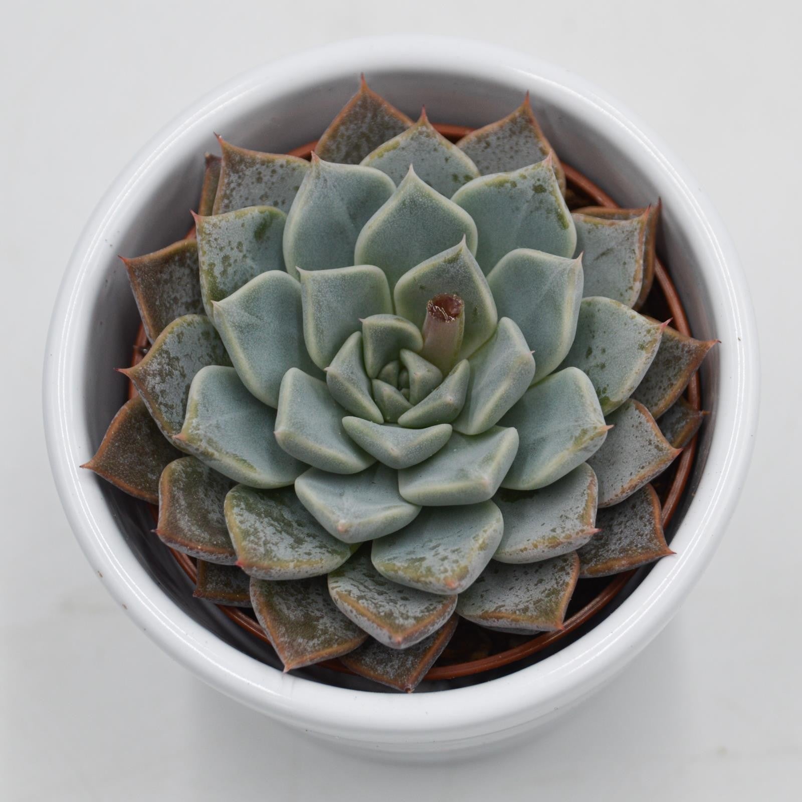 pasiora-echeveria-cuspidata-x-halbingeri-rosette-6cm image 2