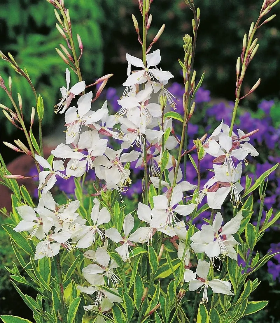 baldur-garten-2x-prachtkerze-gaura-wei-im-9x9-cm-topf image 1