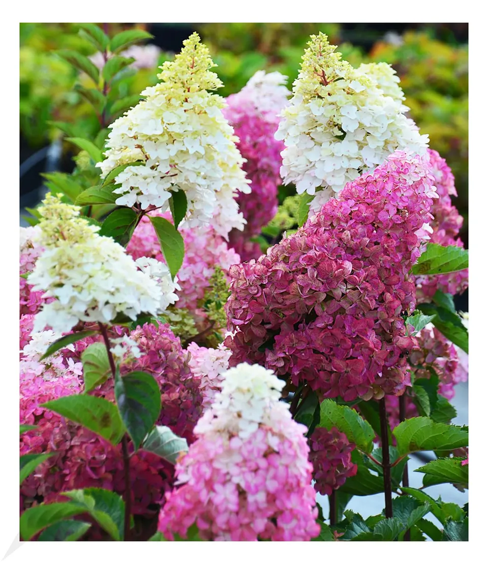 baldur-garten-freiland-hortensie-fraise-melba-9x9-cm-topf image 1