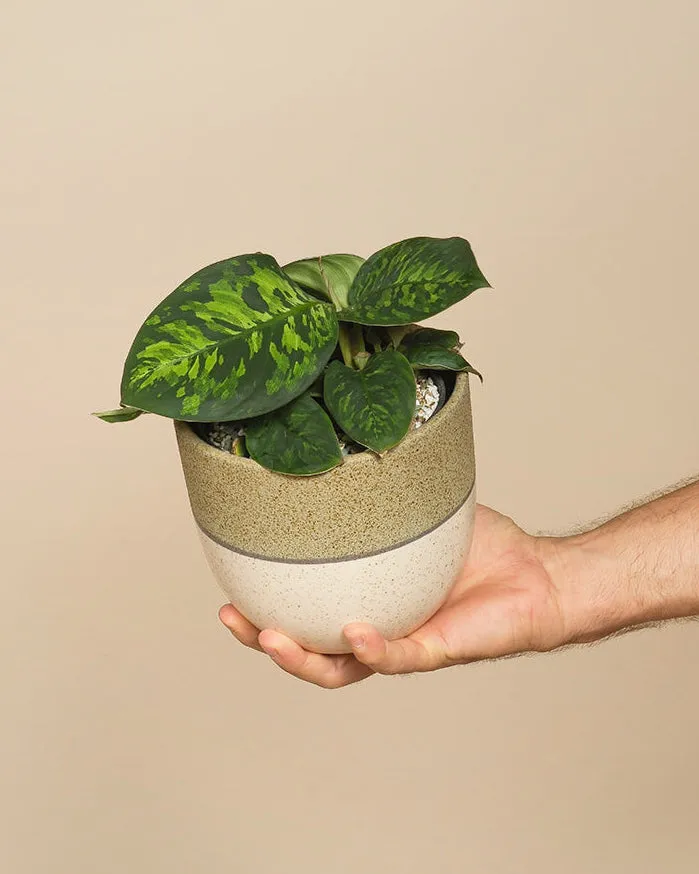 feey-homalomena-camouflage-zimmerpflanze image 1