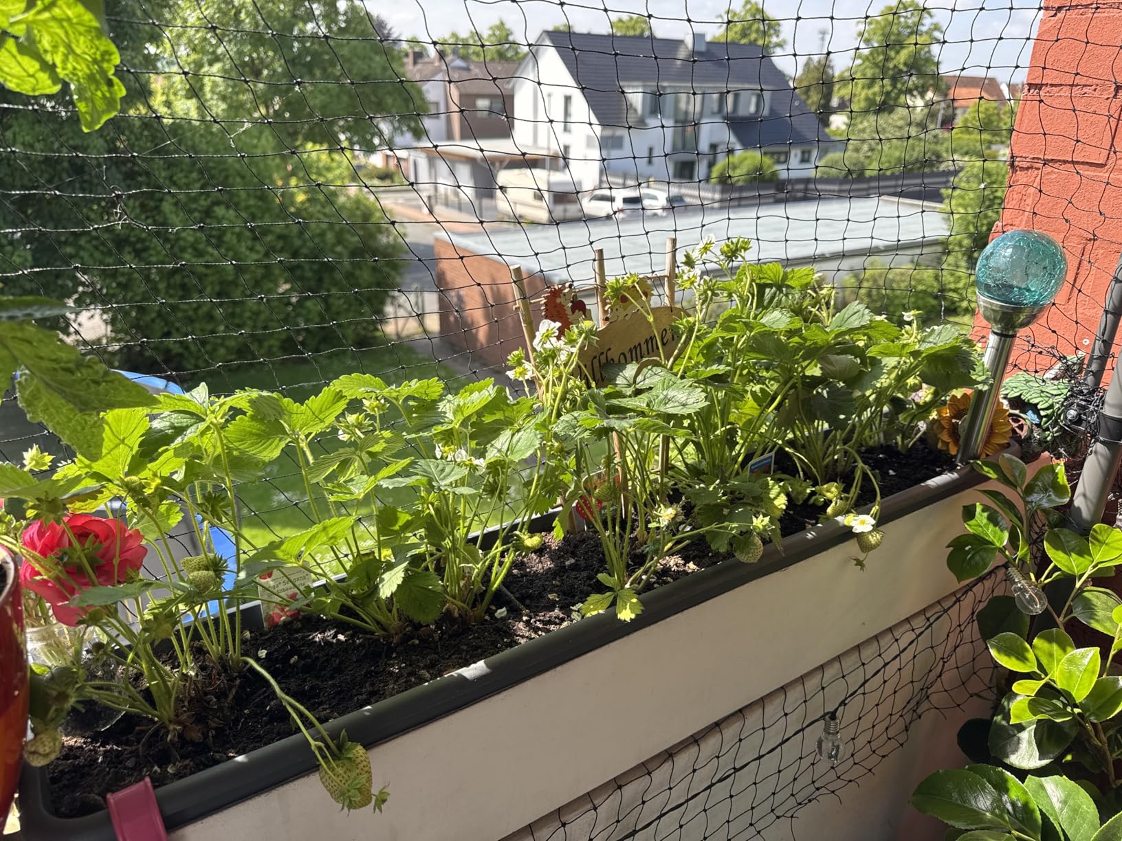 Naschen vom Balkon