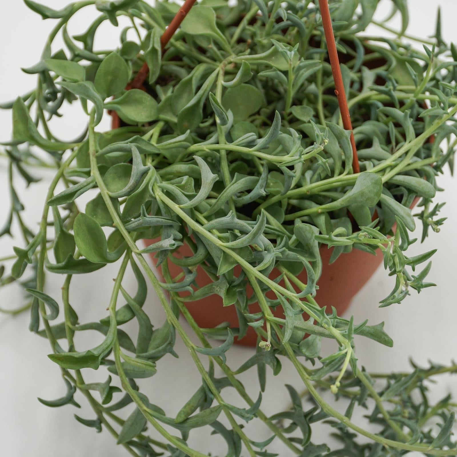 pasiora-senecio-peregrinus-string-of-dolphins-ampel-12-cm-topf image 6