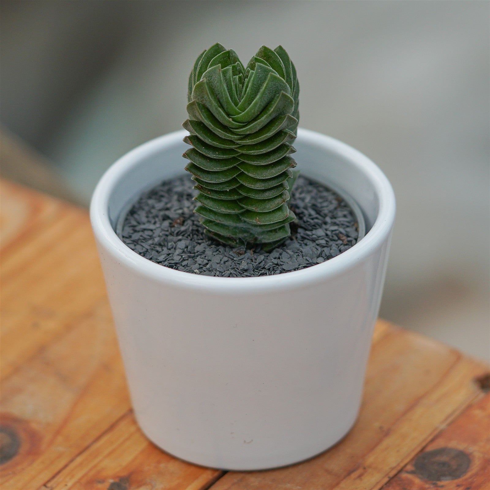 pasiora-crassula-buddha-s-temple-sukkulente-6cm-topf image 2
