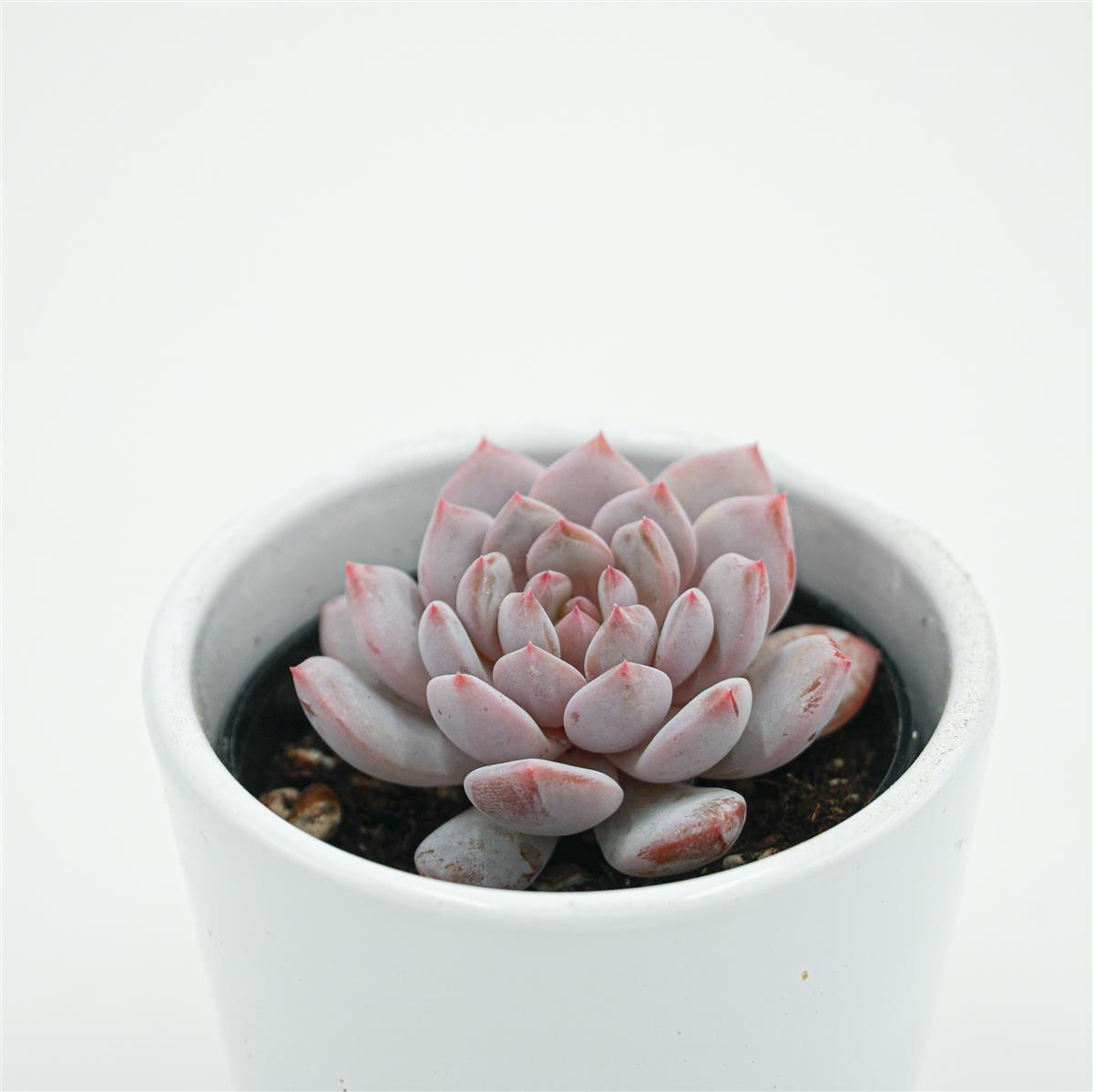 pasiora-echeveria-monroe-star-orange-sukkulente-6cm image 1