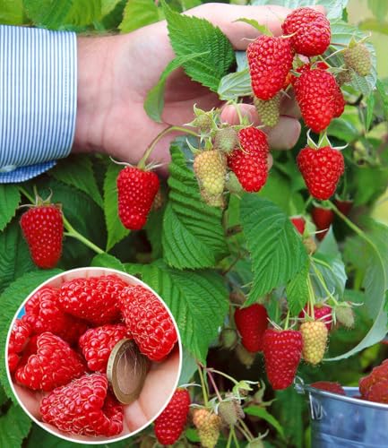 baldur-garten-riesenhimbeere-primeberry-autumn-happy-im-2-liter-topf image 4