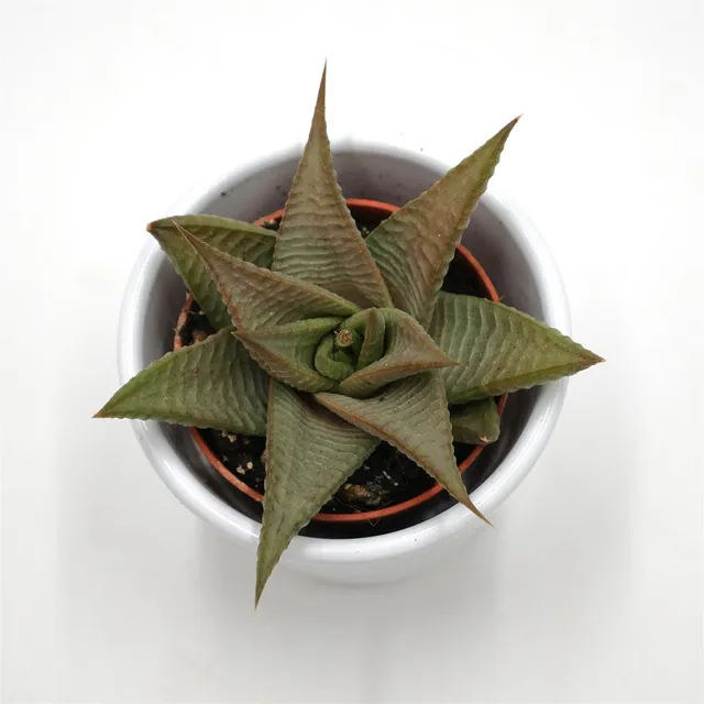 pasiora-haworthia-limifolia-roux-sukkulente-5-5-cm-topf image 1
