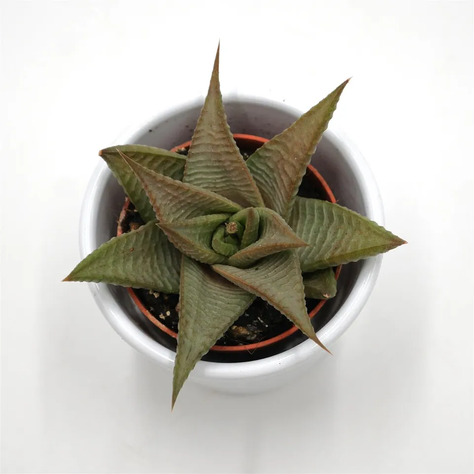pasiora-haworthia-limifolia-roux-sukkulente-5-5-cm-topf image 1
