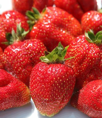 baldur-garten-erdbeere-sweet-mary-xxl-3x-7x7-cm-topf image 8