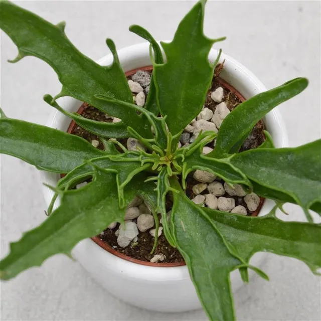 pasiora-kalanchoe-katapifa-tarantula-pink-brutblatt-6cm image 1